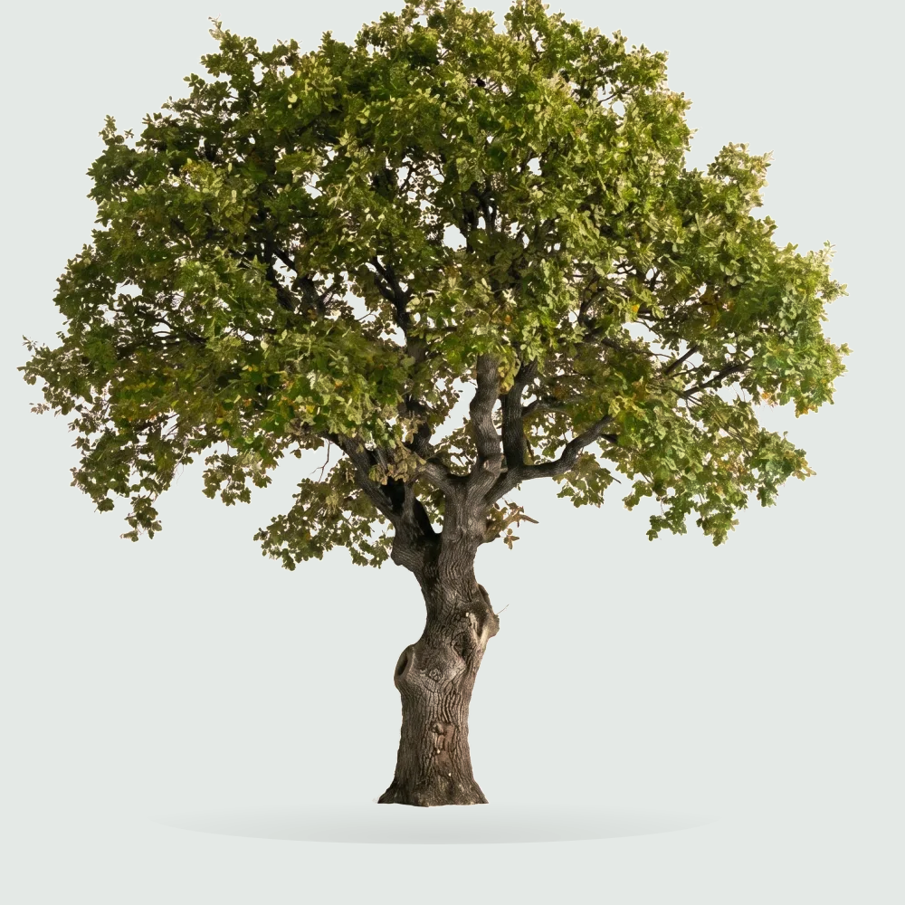 Tree #00420