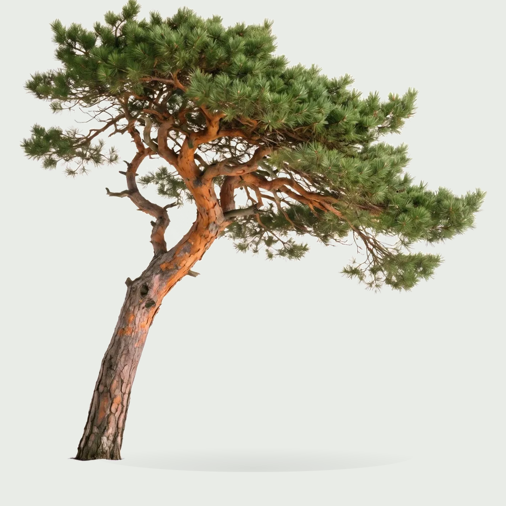 Tree #00043 — Pine
