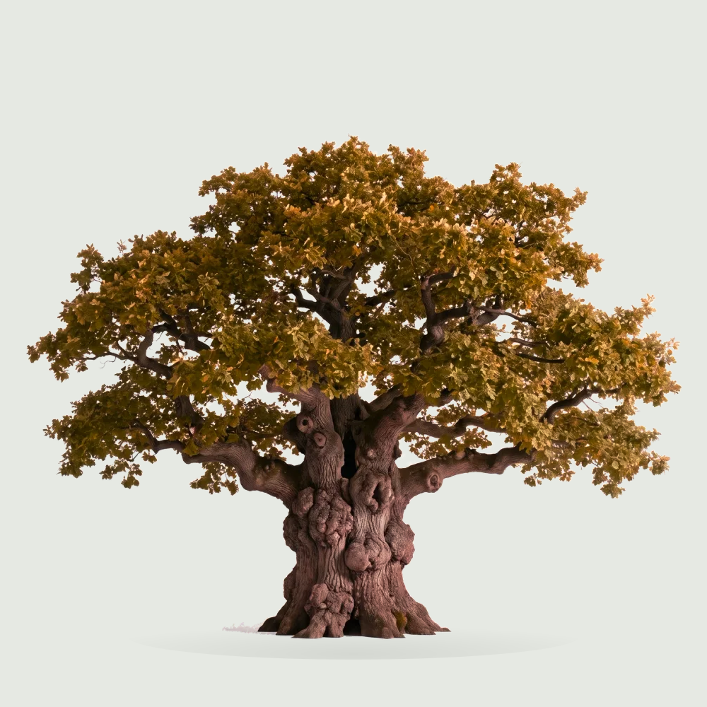 Tree #00421