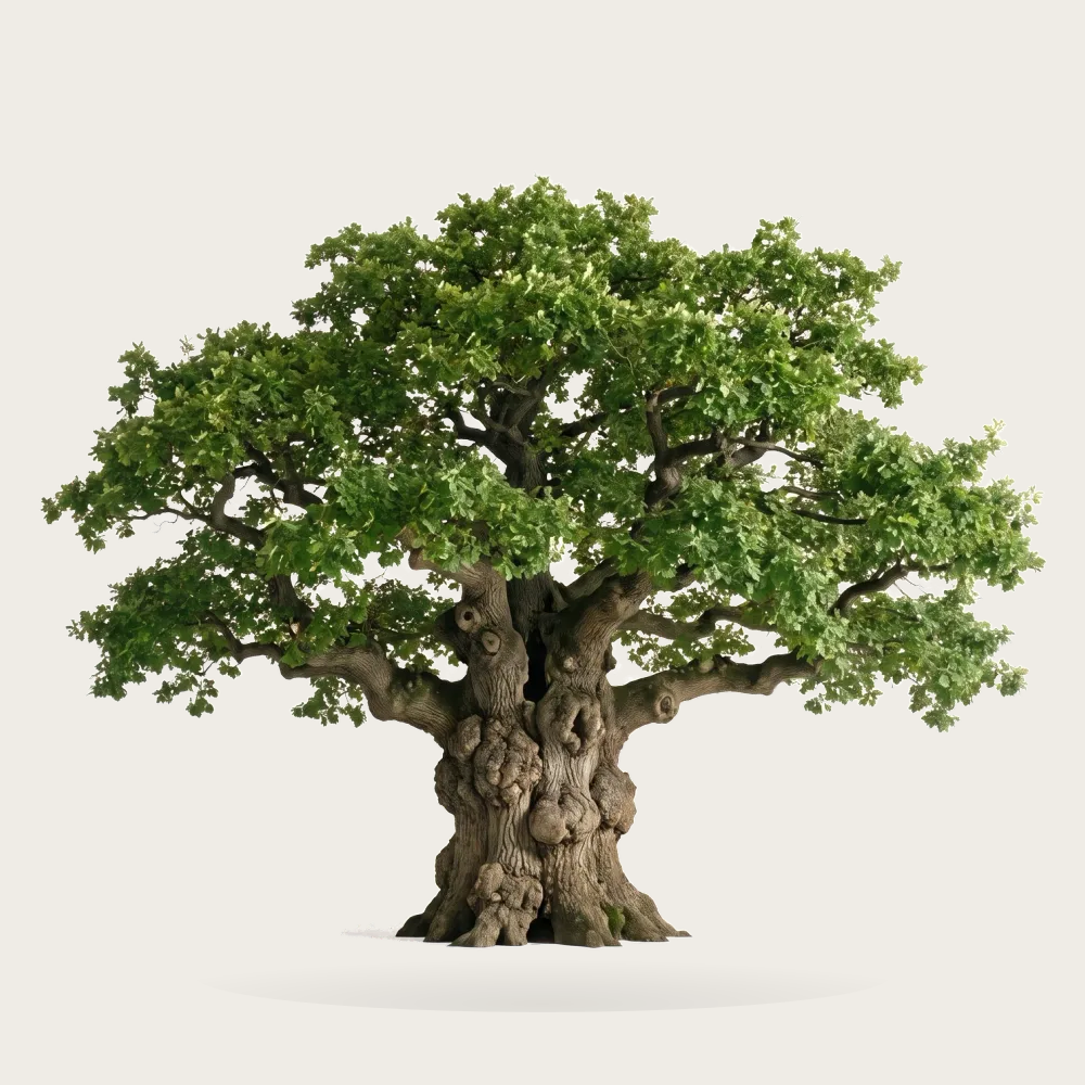 Tree #00422