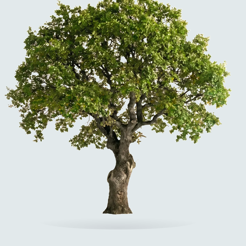 Tree #00423