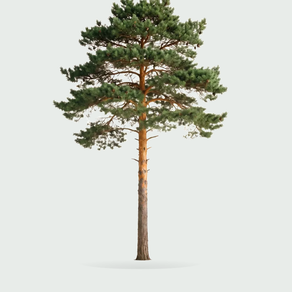 Tree #00424