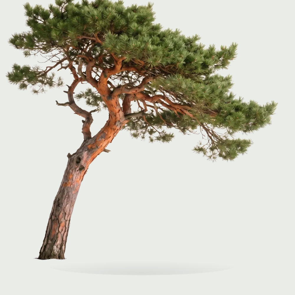 Tree #00427