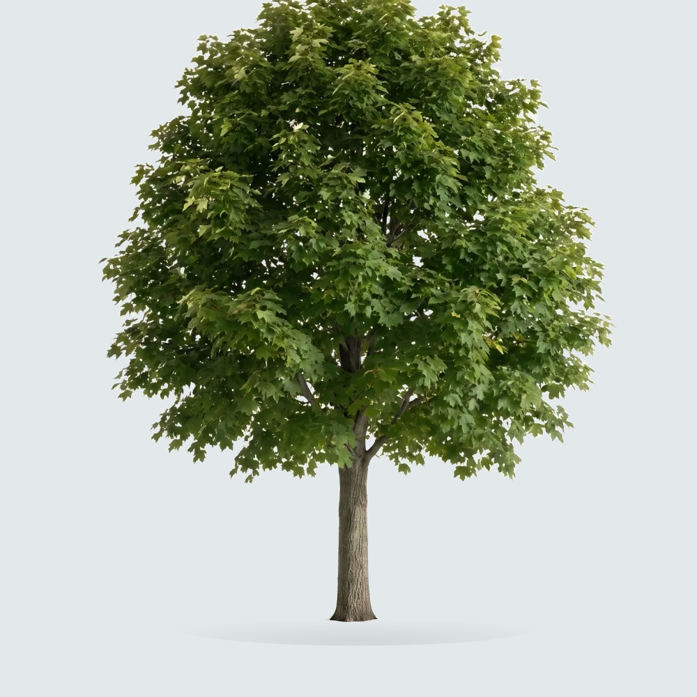 Tree #00428