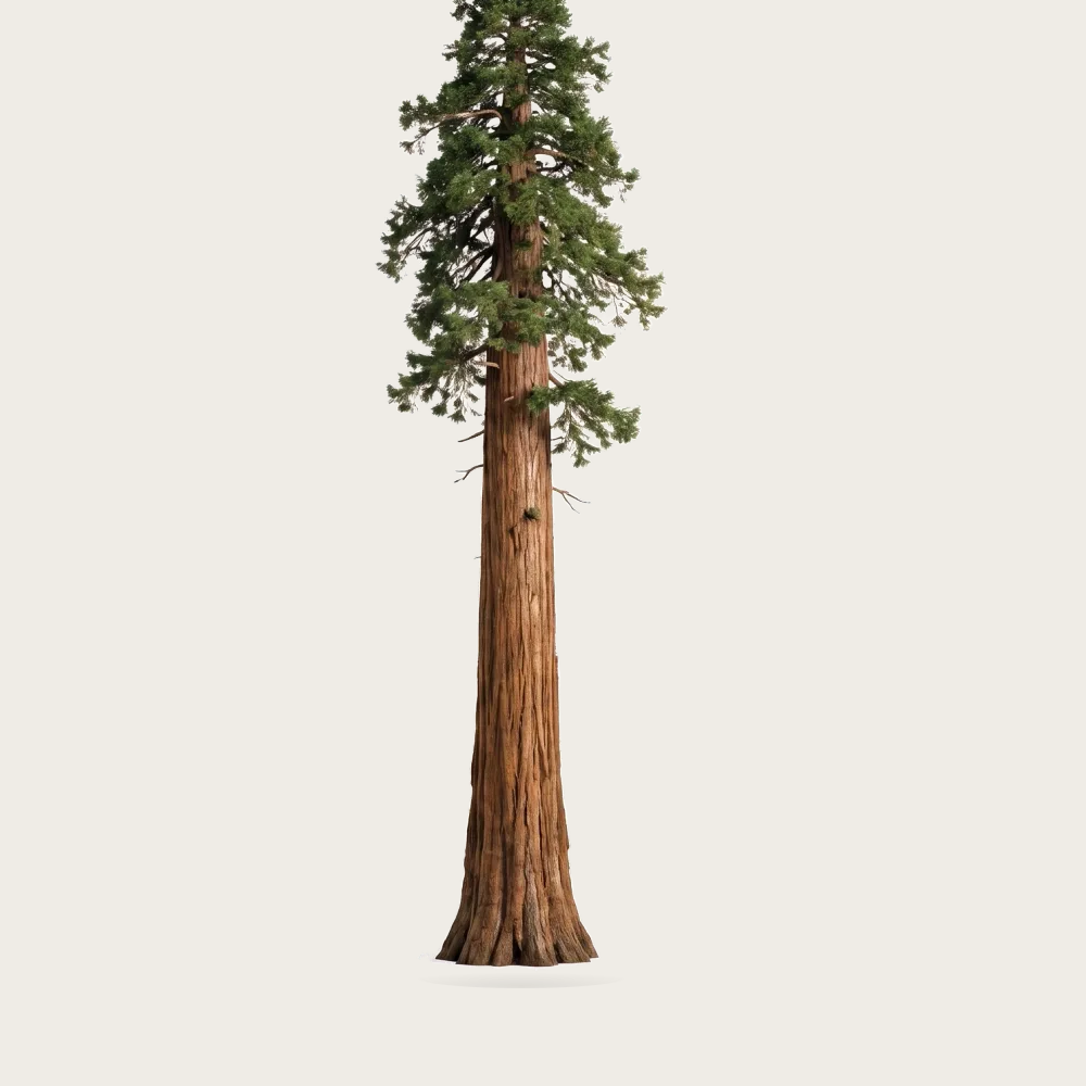 Tree #00430