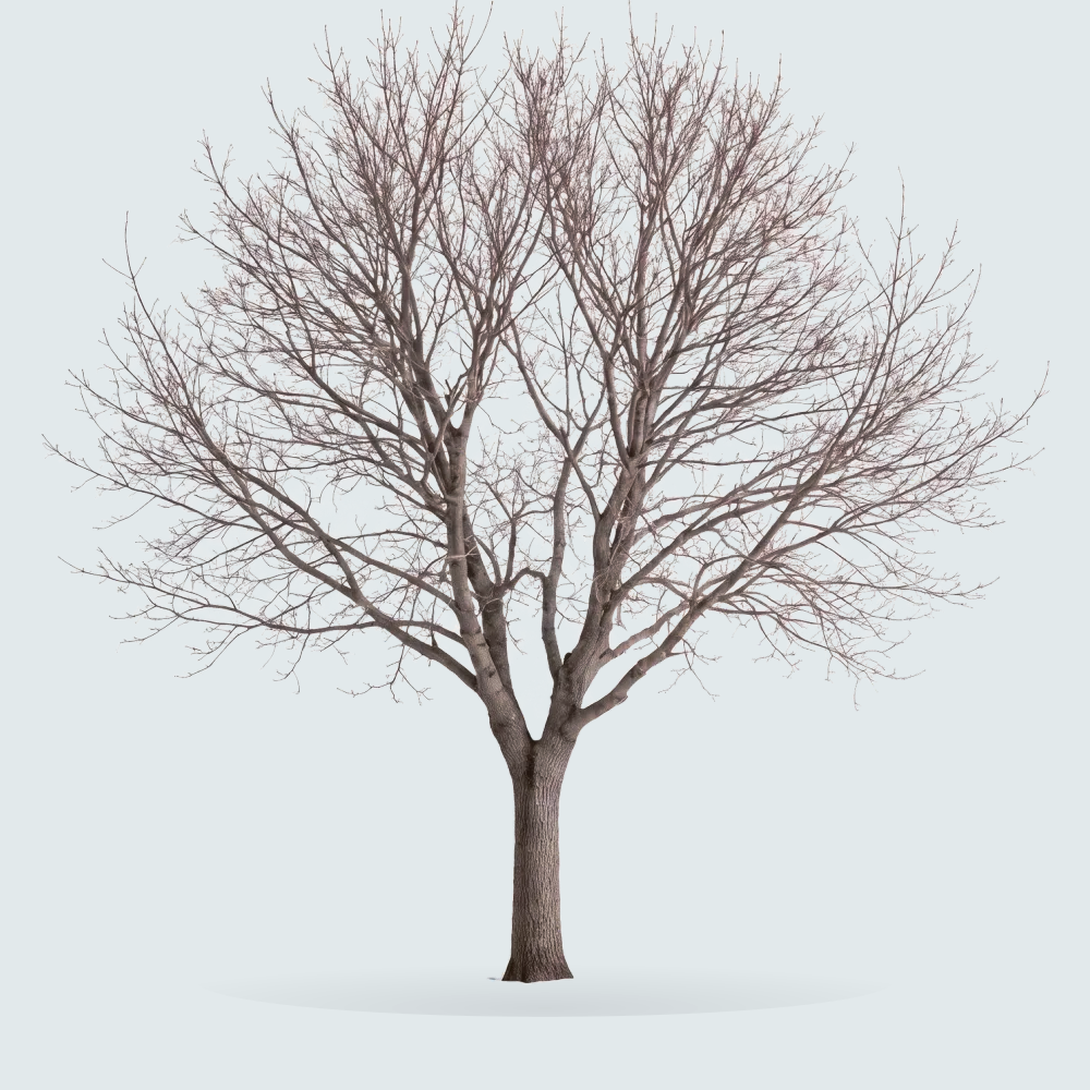 Tree #00044 — Maple