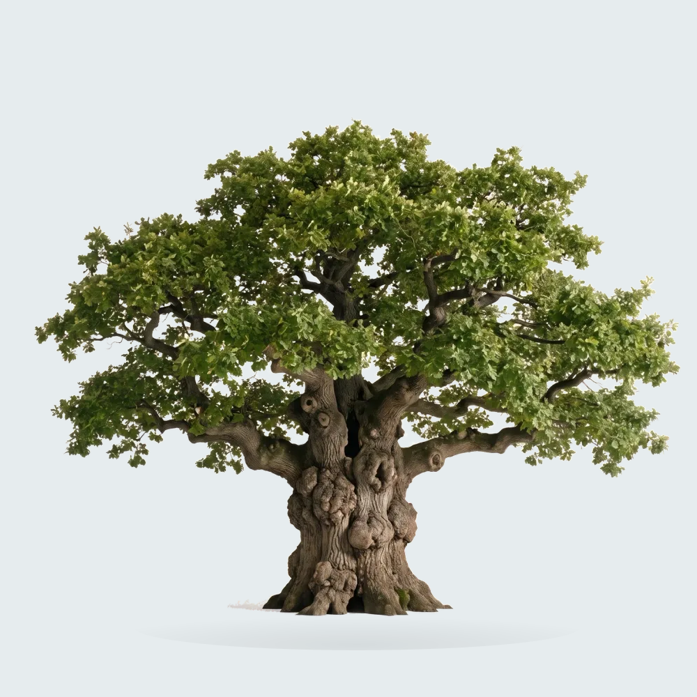 Tree #00431