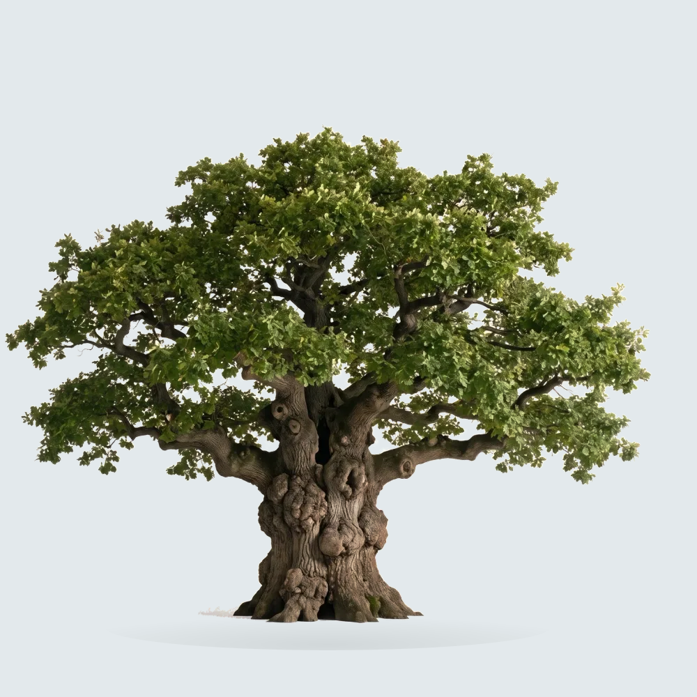Tree #00436