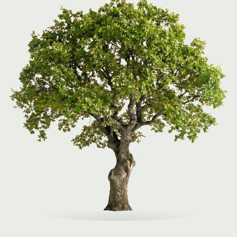Tree #00439