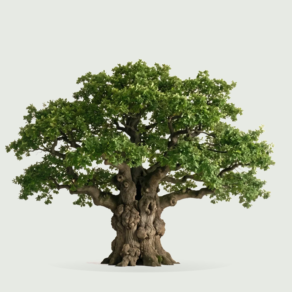 Tree #00045 — Oak