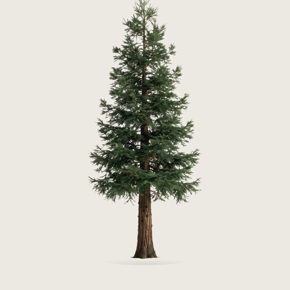 Tree #00441