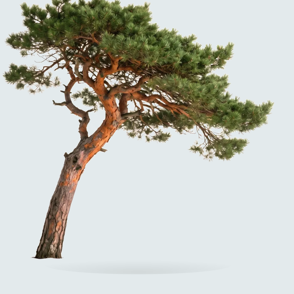 Tree #00442