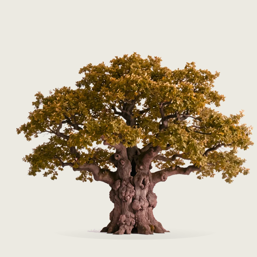 Tree #00445