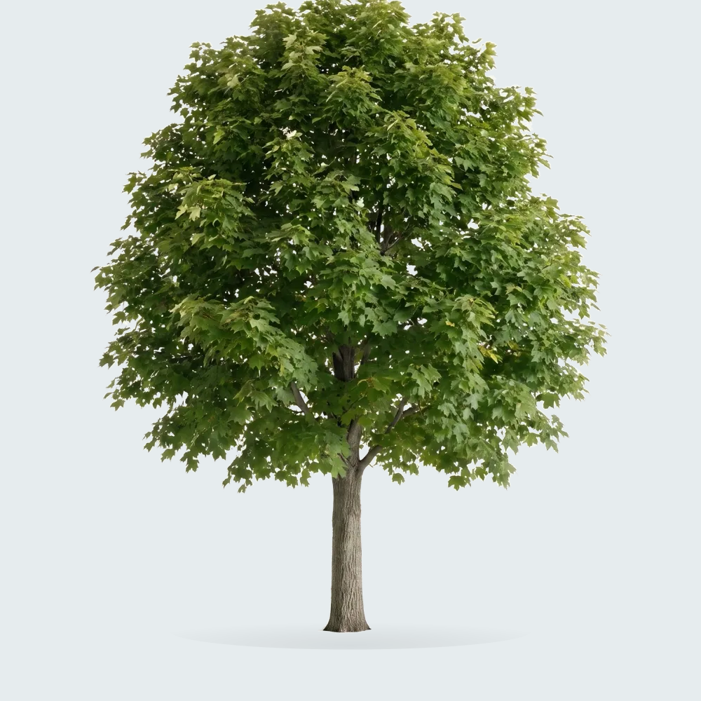 Tree #00447