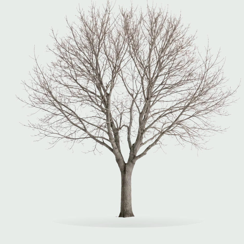Tree #00449