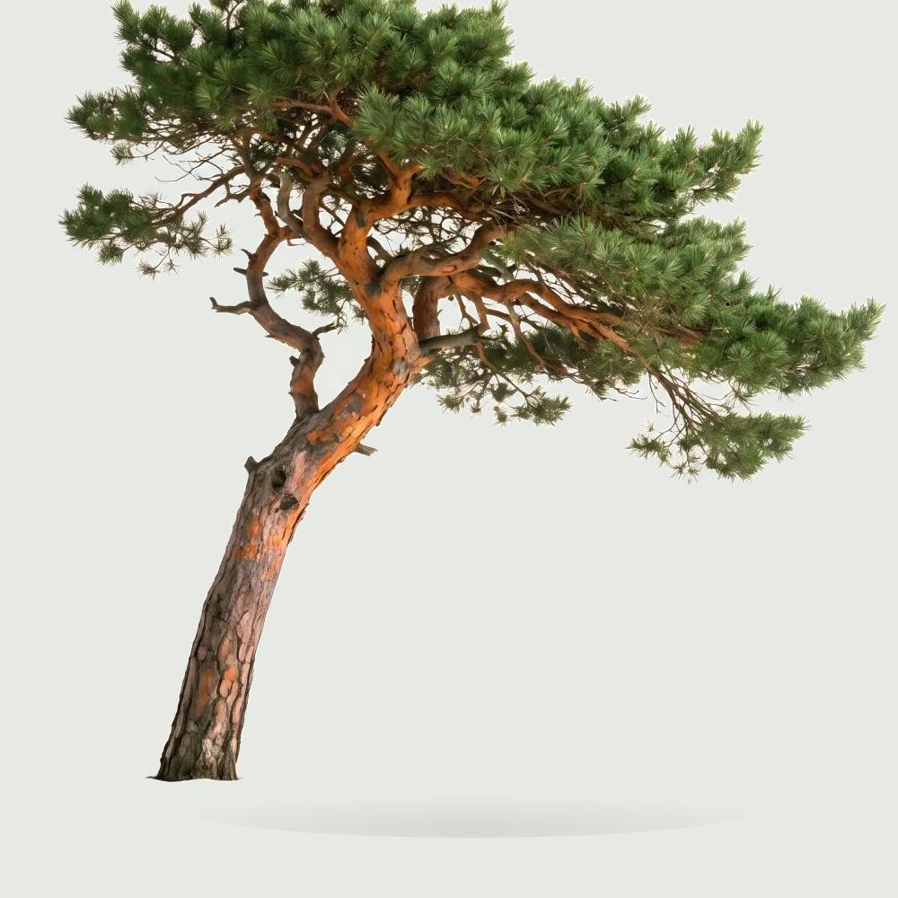 Tree #00046 — Pine