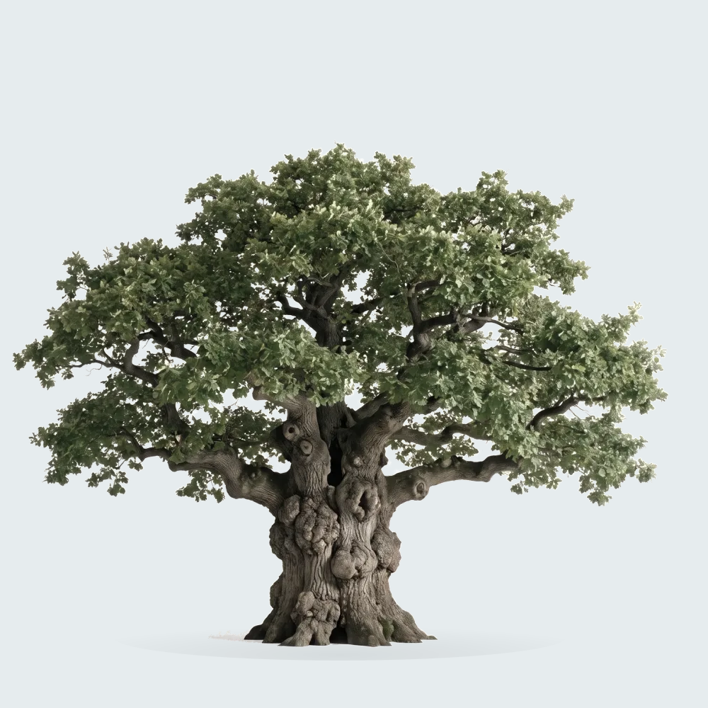Tree #00452