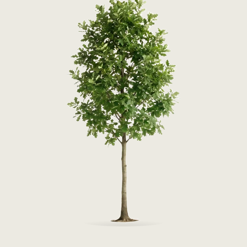 Tree #00453