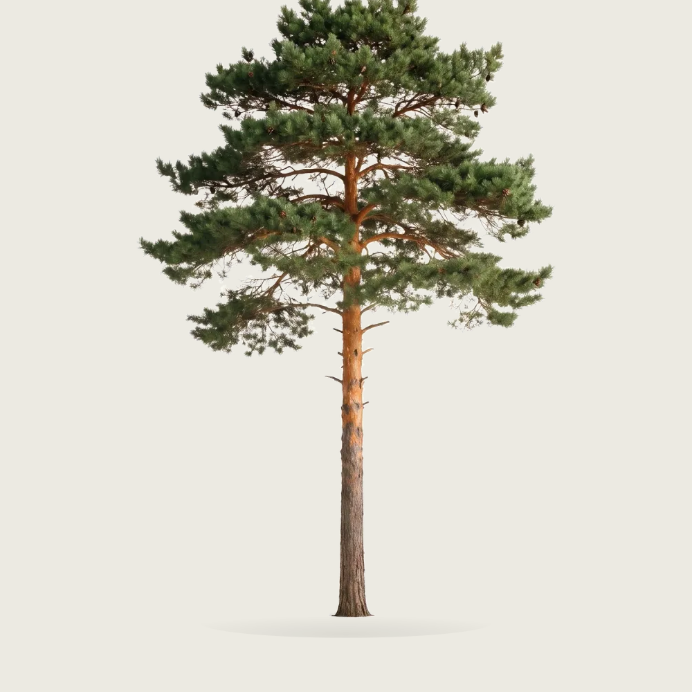 Tree #00455