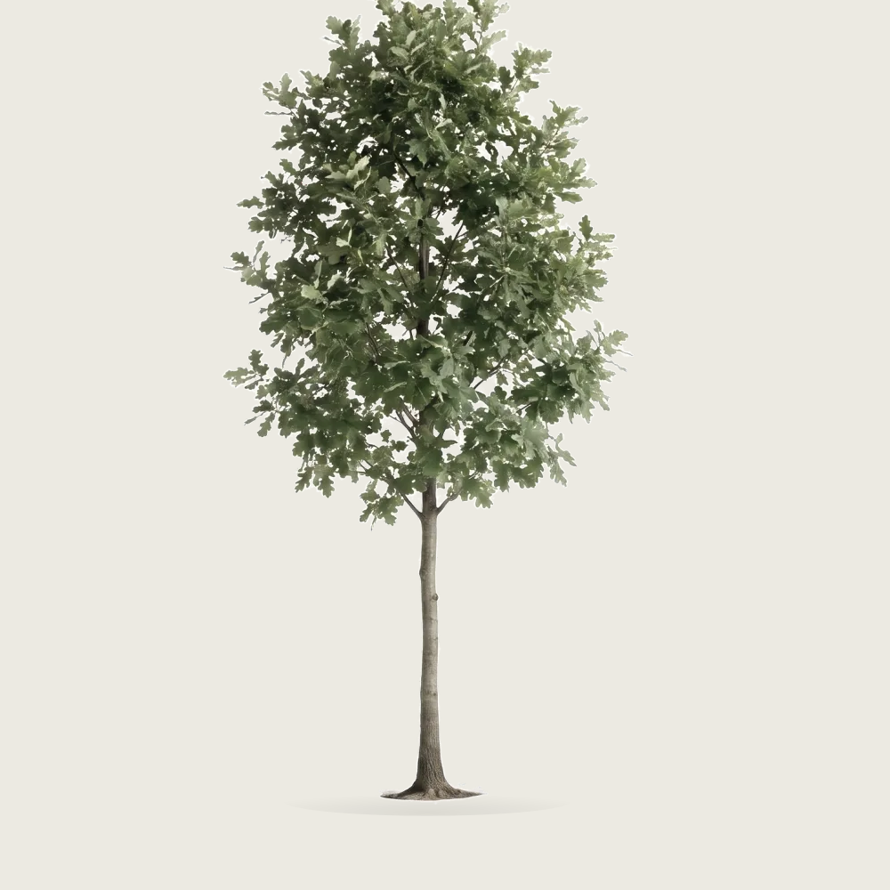 Tree #00459