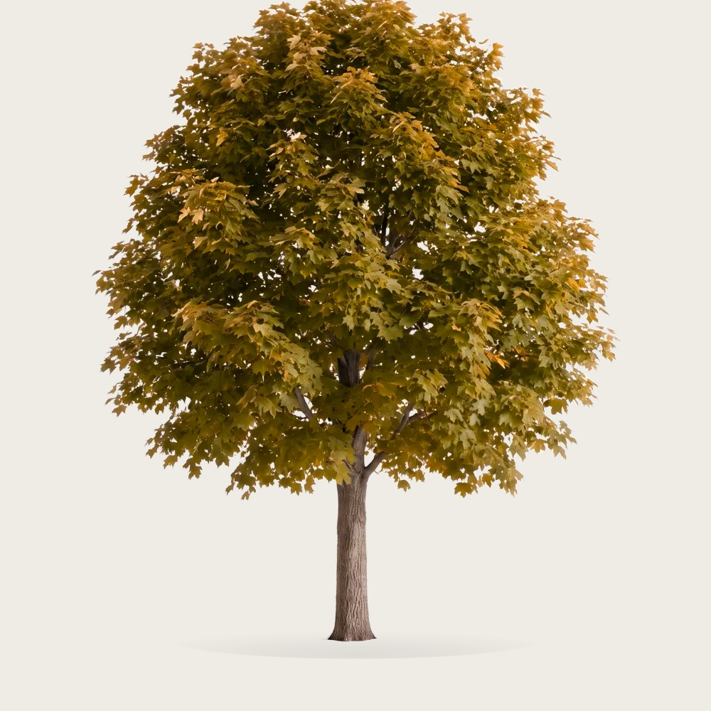 Tree #00460
