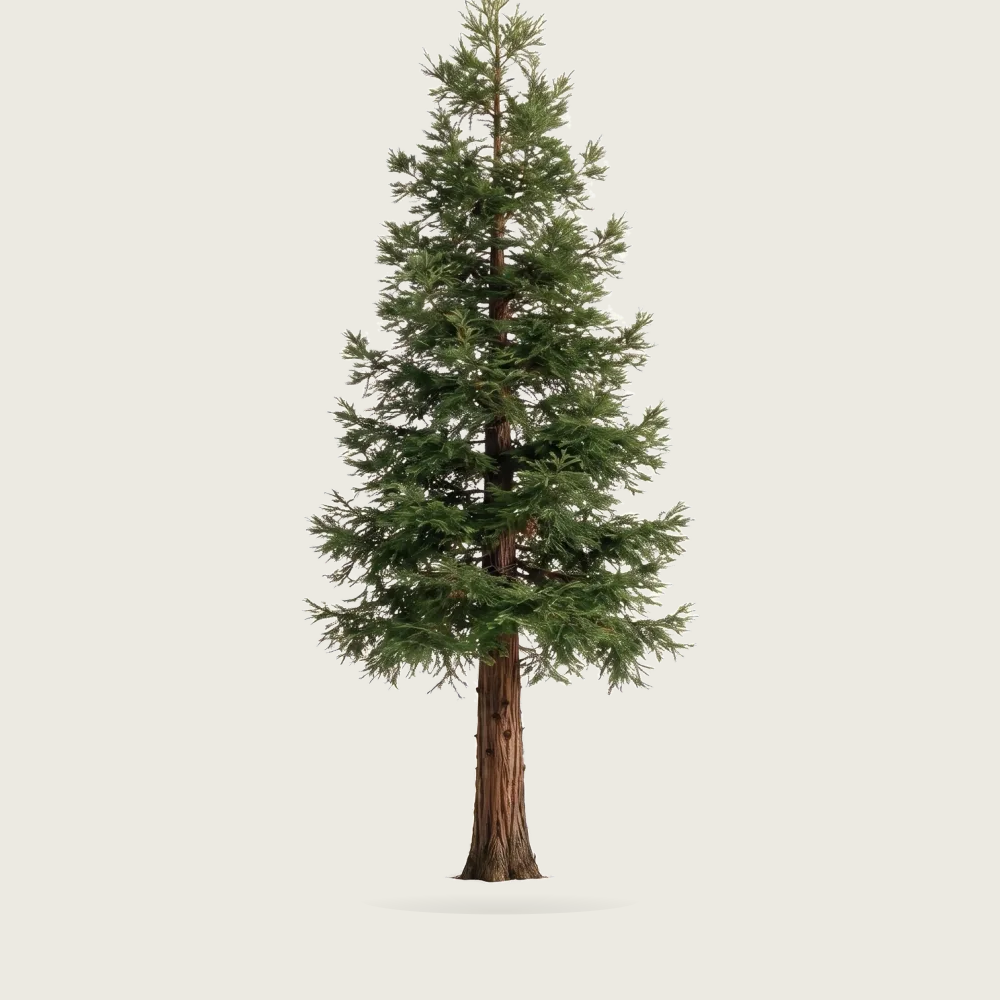 Tree #00463