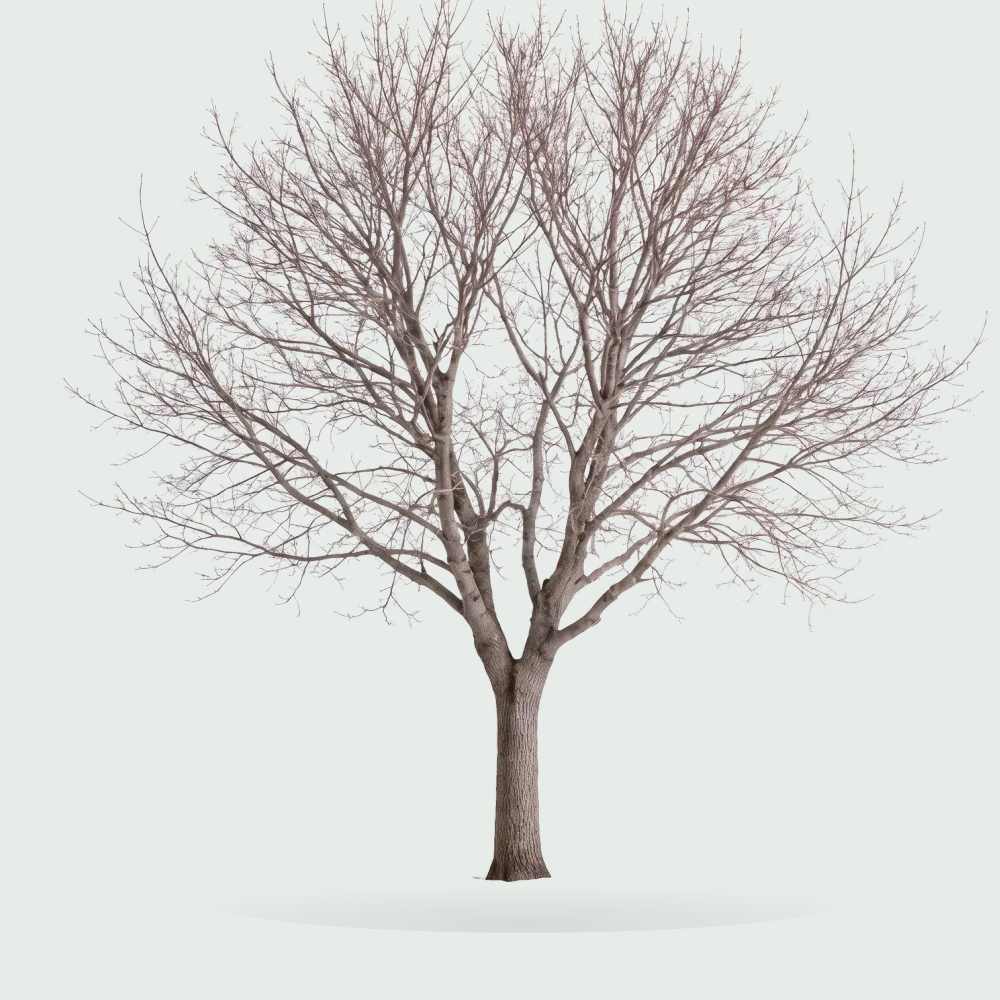 Tree #00467