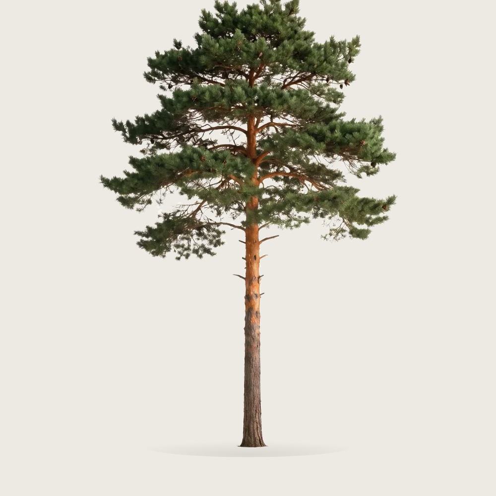 Tree #00469