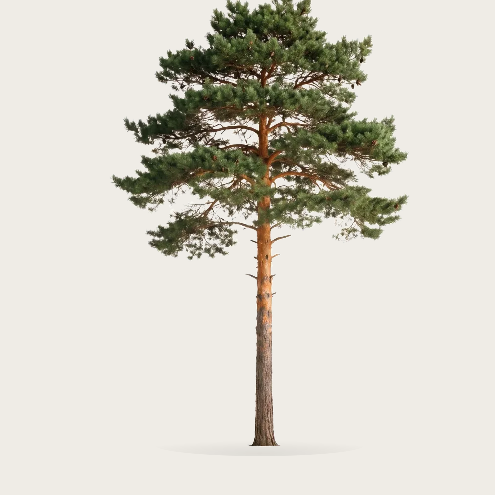 Tree #00048 — Pine