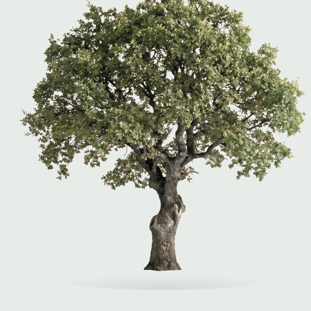 Tree #00472