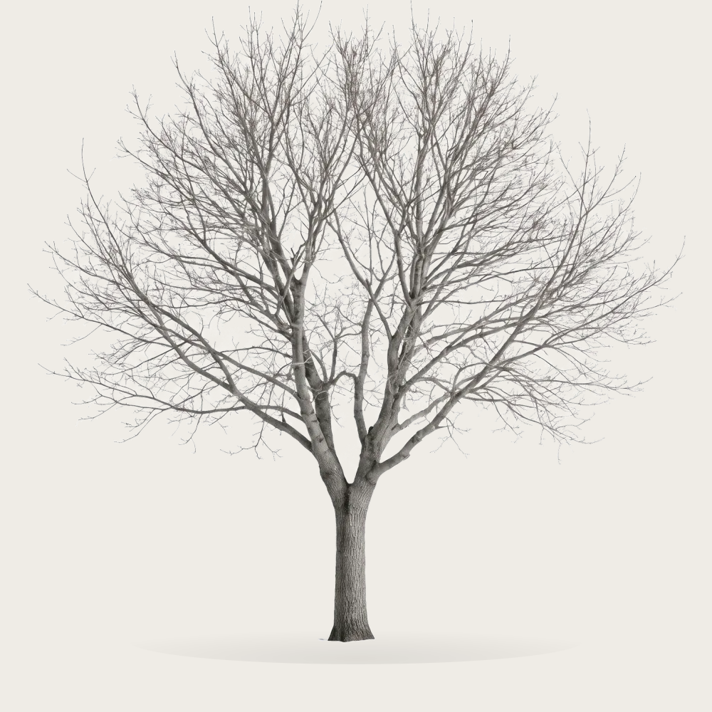 Tree #00478