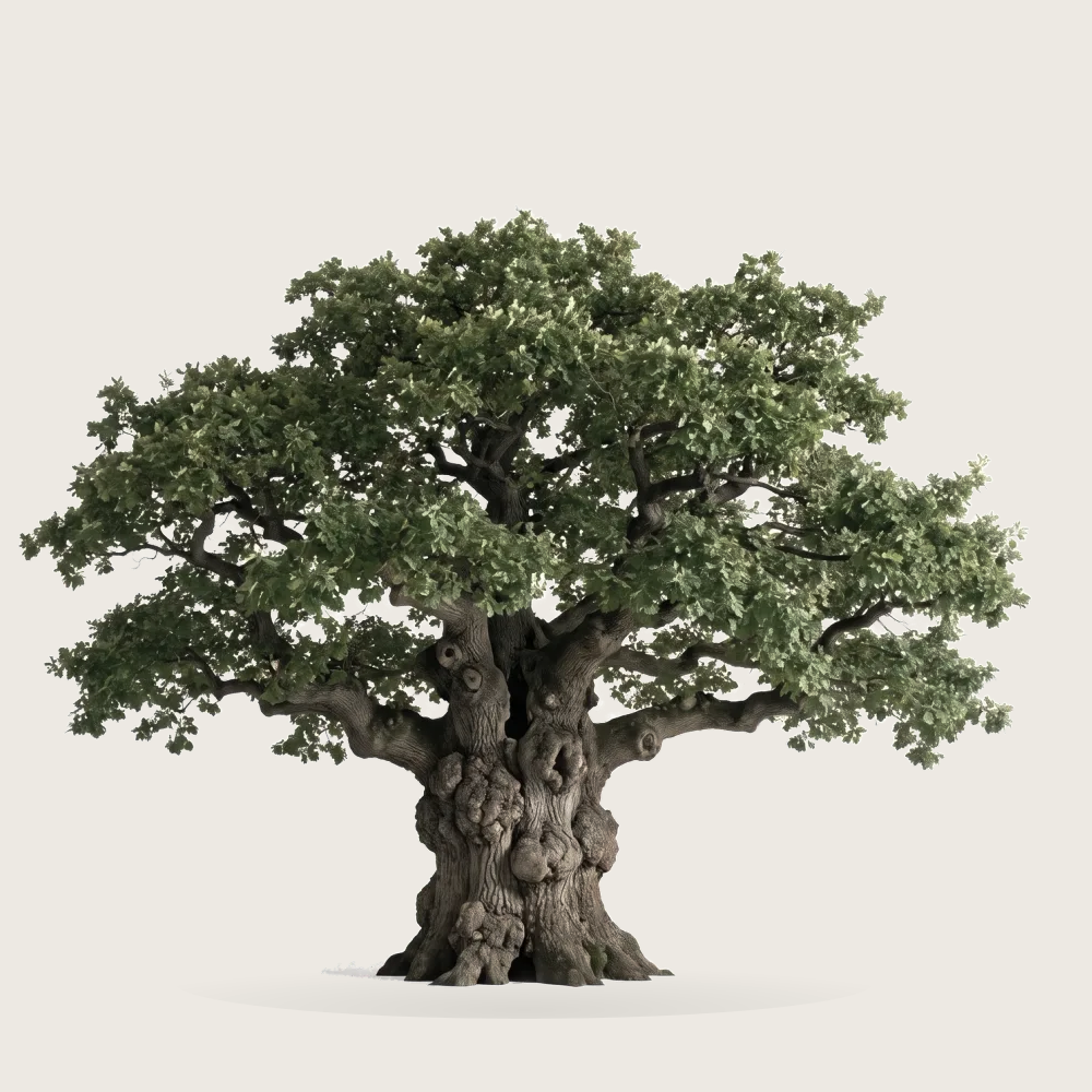 Tree #00049 — Oak