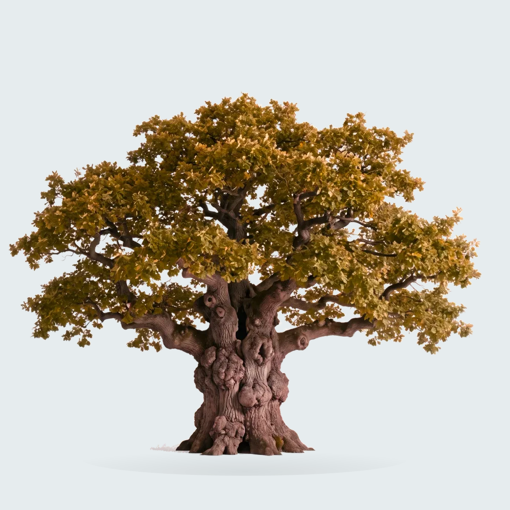 Tree #00481