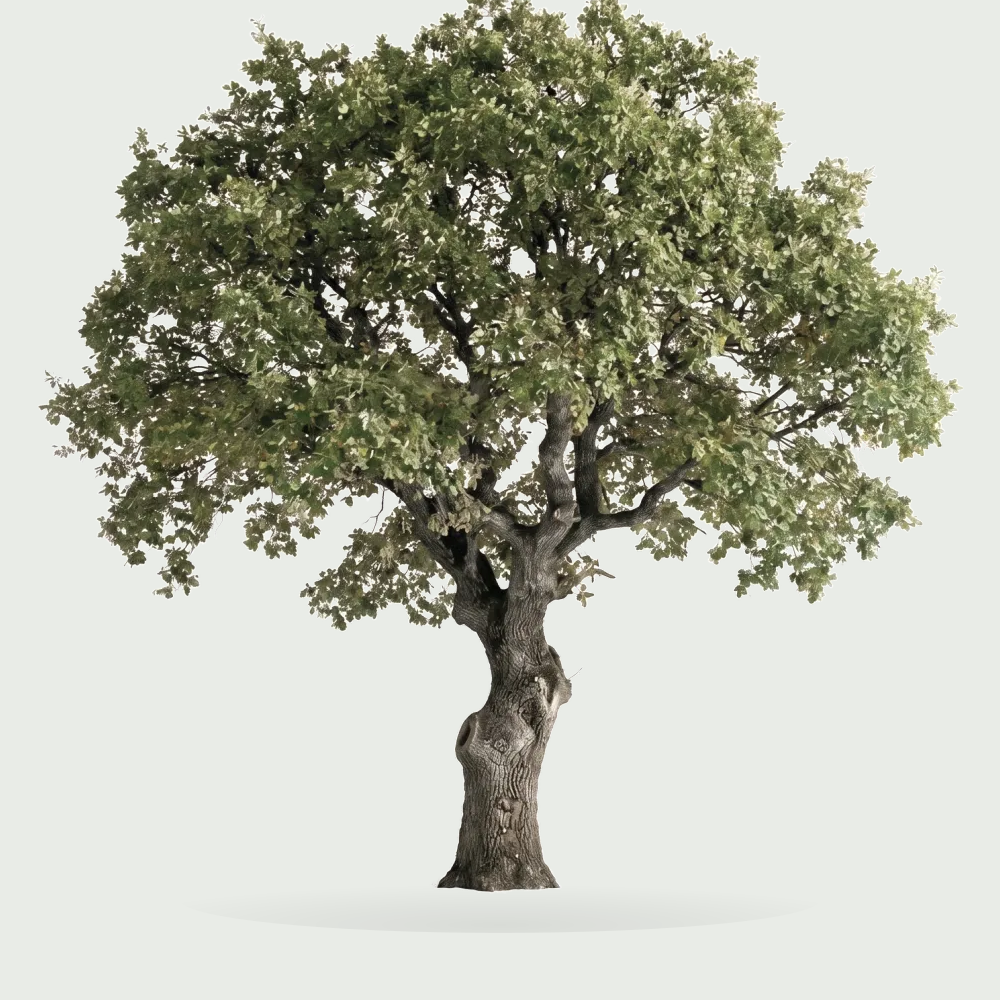 Tree #00482