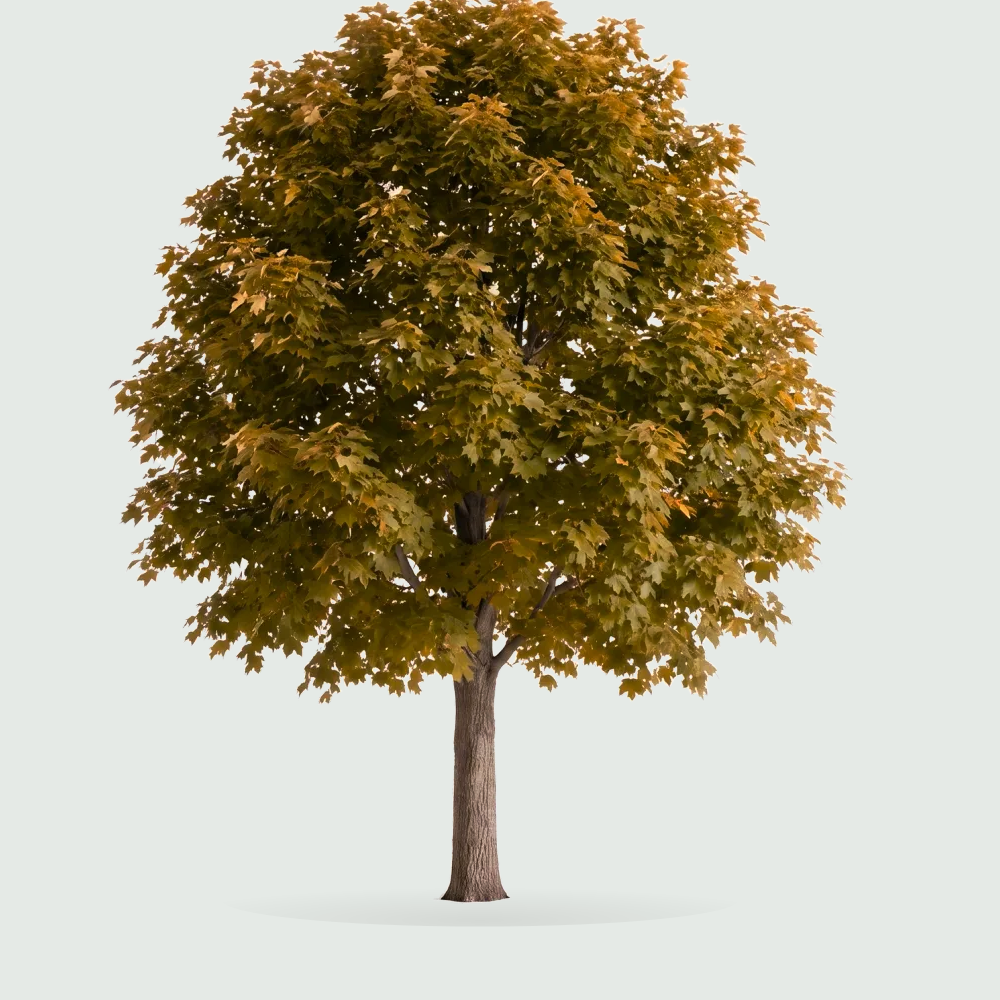Tree #00486