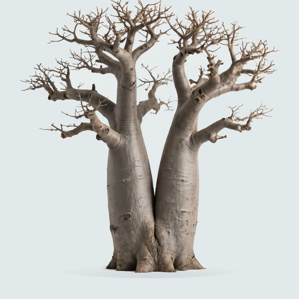 Tree #00487
