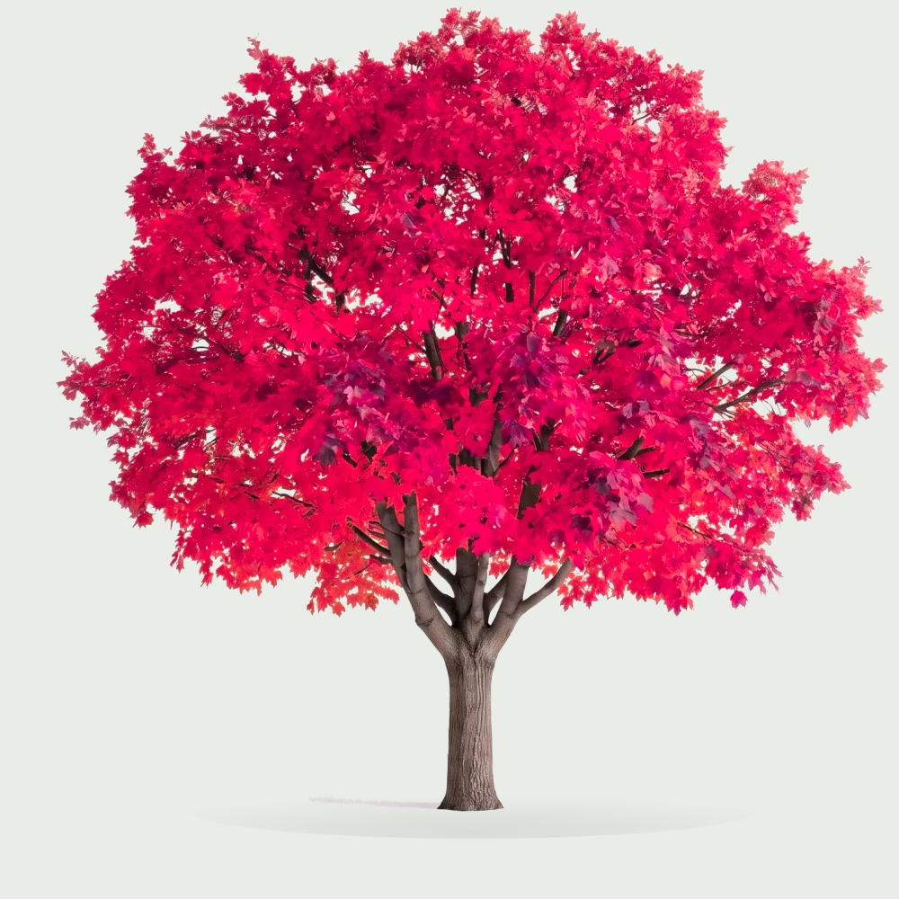 Tree #00493