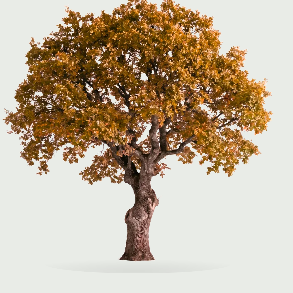 Tree #00500