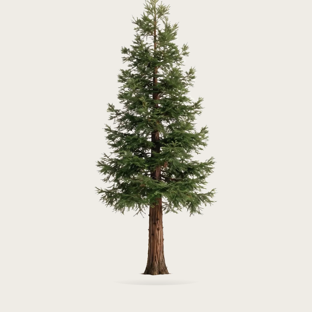 Tree #00006 — Redwood