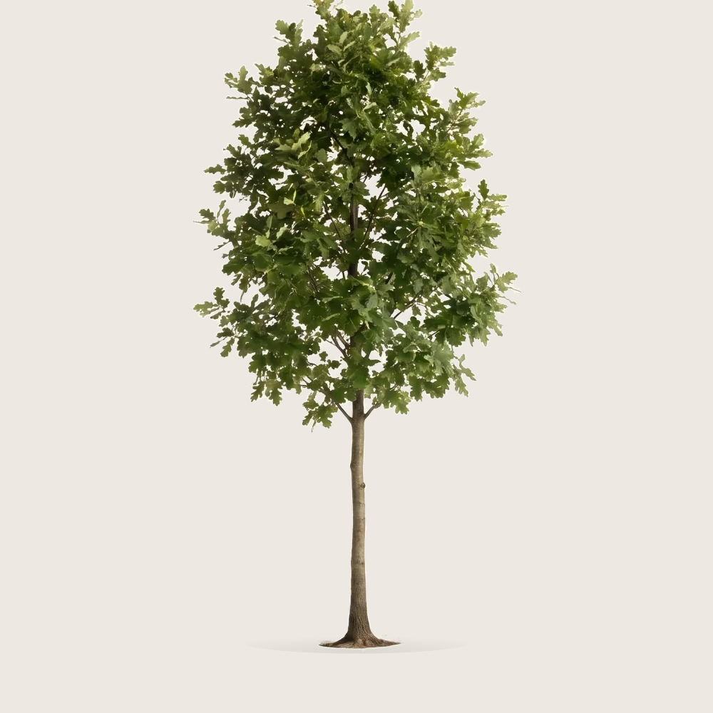 Tree #00051 — Oak