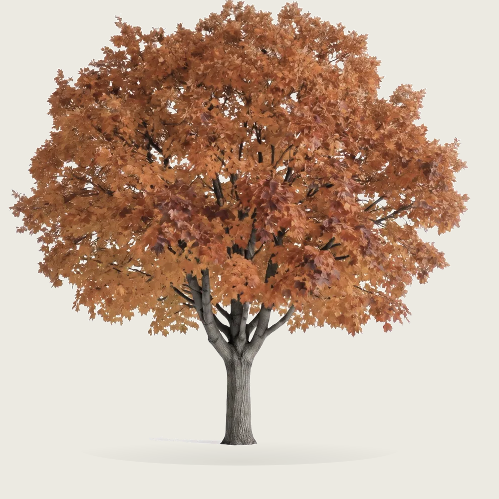 Tree #00502