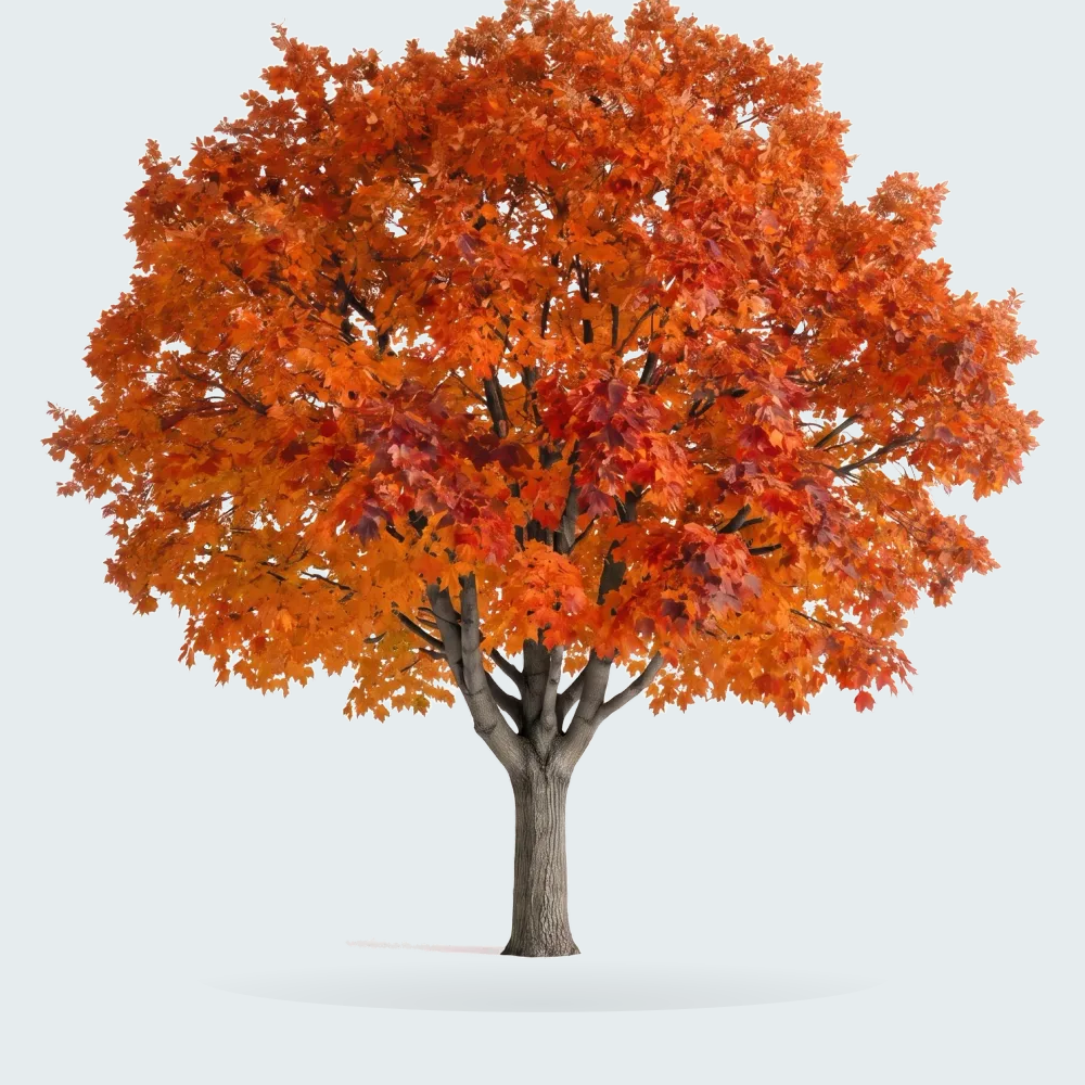 Tree #00506
