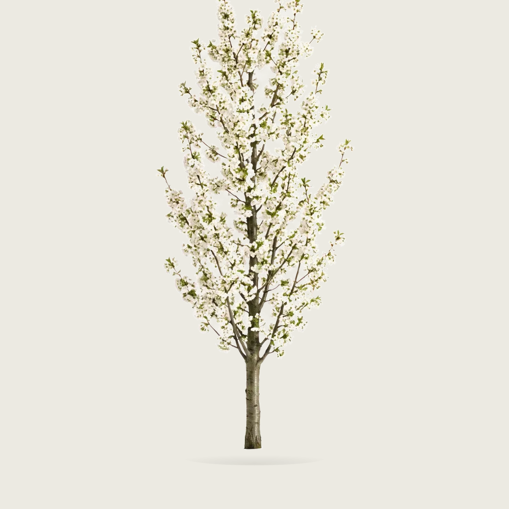 Tree #00052 — Sakura