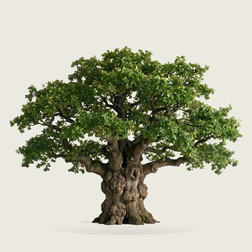 Tree #00512