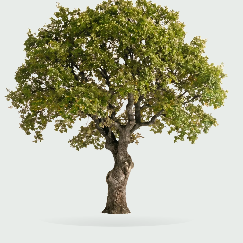 Tree #00514