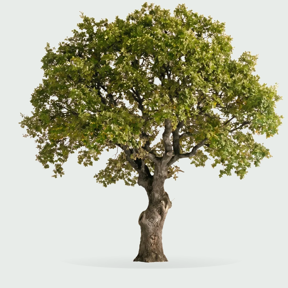 Tree #00515