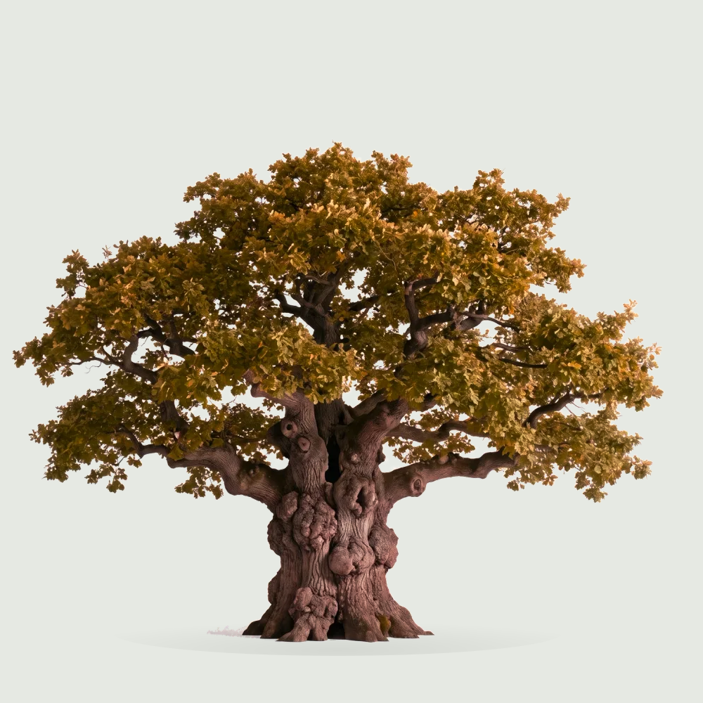 Tree #00517