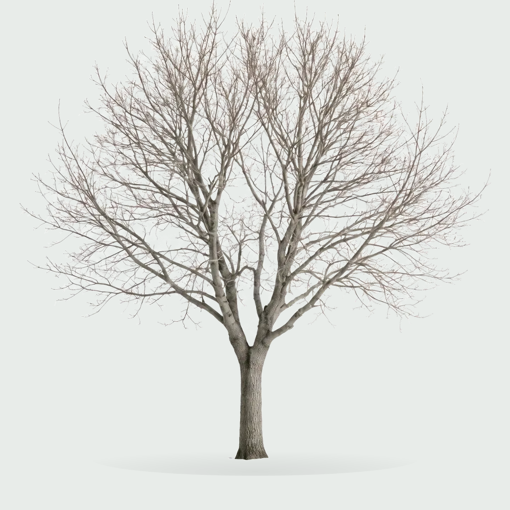 Tree #00520