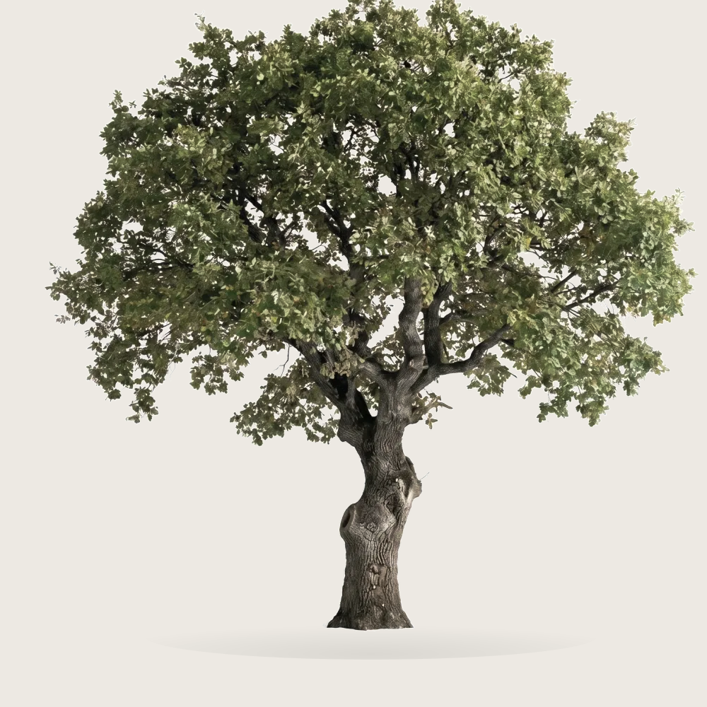 Tree #00053 — Oak