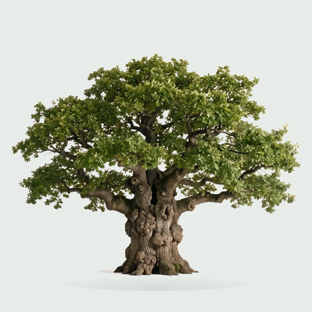Tree #00521